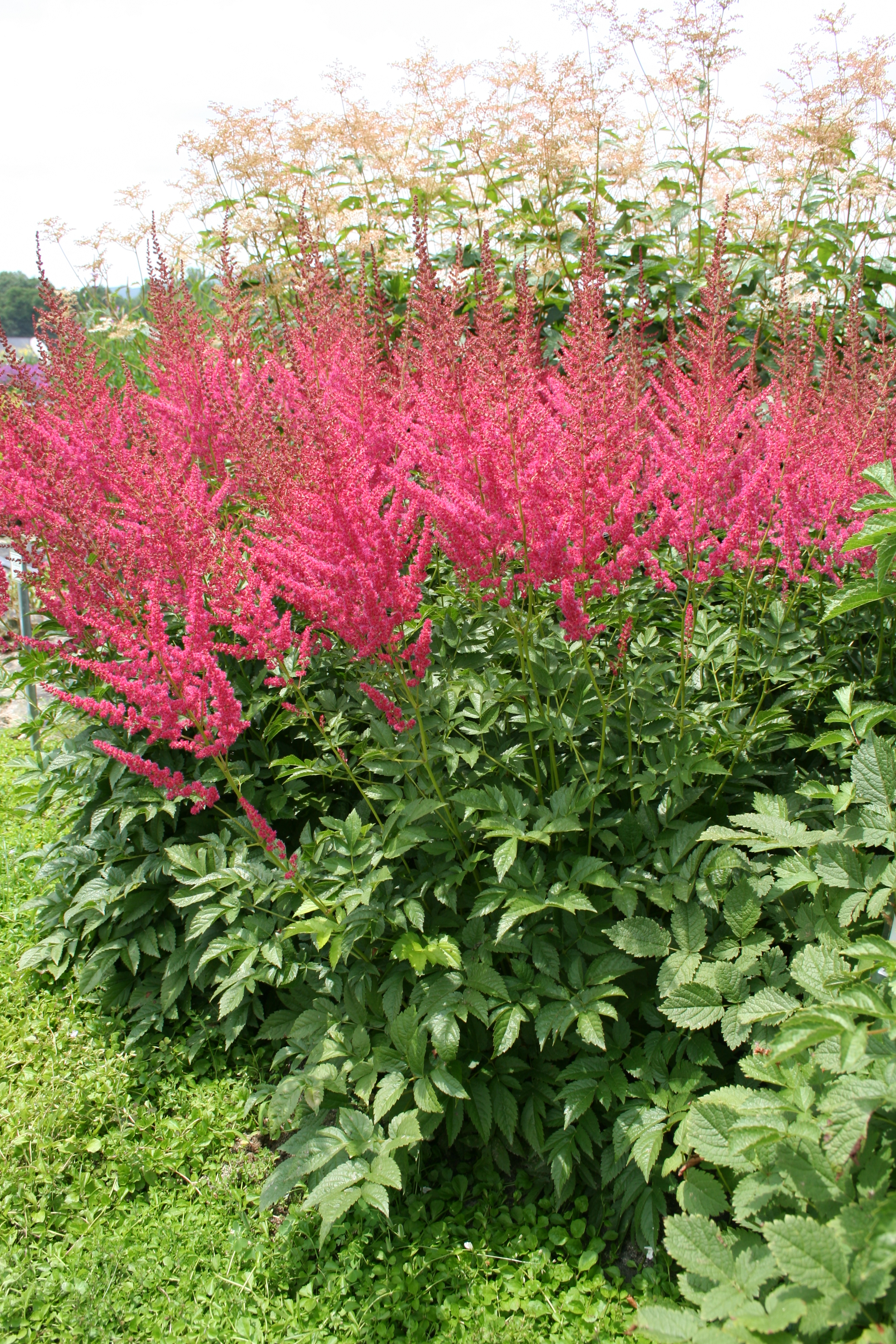 Astilbe japonica 'Montgomery'